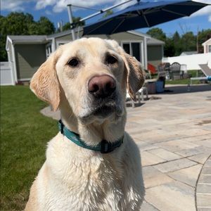 Meet your Posher, Allison